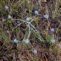 Eryngium ovinum at Mount Fairy, NSW - 10 Jan 2025 08:17 AM