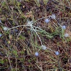 Eryngium ovinum at Mount Fairy, NSW - 10 Jan 2025 08:17 AM