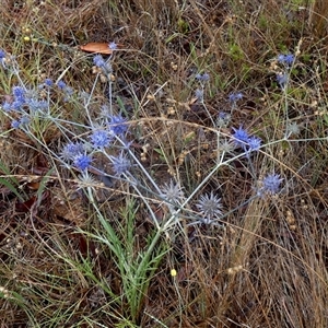 Eryngium ovinum at Mount Fairy, NSW - 10 Jan 2025 08:17 AM