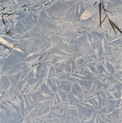 Potamogeton crispus (Curly Pondweed) at Boorowa, NSW - 9 Jan 2025 by JaneR