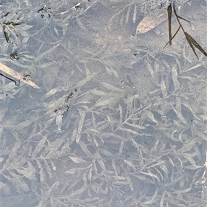 Potamogeton crispus (Curly Pondweed) at Boorowa, NSW by JaneR