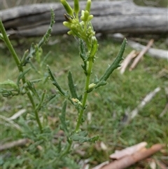 Senecio hispidulus (Hill Fireweed) at Borough, NSW - 7 Jan 2025 by Paul4K