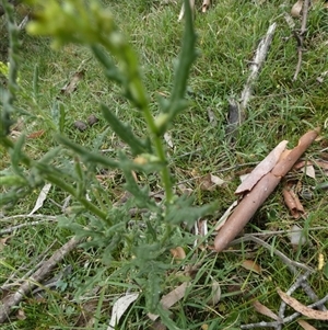 Senecio hispidulus at Borough, NSW - suppressed