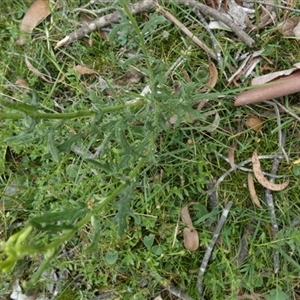 Senecio hispidulus at Borough, NSW - suppressed