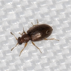 Corticariinae (subfamily) (Mould beetle, minute brown scavenger beetle) at Melba, ACT - 9 Jan 2025 by kasiaaus