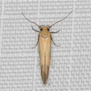 Stathmopoda (genus) (A curved-horn moth) at Melba, ACT by kasiaaus