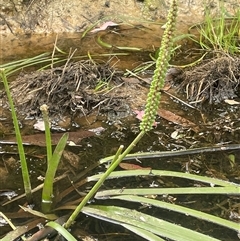 Cycnogeton multifructum (Water Ribbons) at Boorowa, NSW - 9 Jan 2025 by JaneR