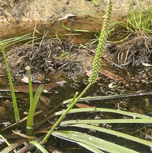 Cycnogeton multifructum at Boorowa, NSW - 9 Jan 2025 03:33 PM