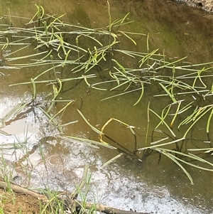 Cycnogeton multifructum at Boorowa, NSW - 9 Jan 2025 03:33 PM