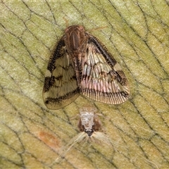 Scolypopa australis (Passionvine hopper, Fluffy bum) at Melba, ACT - 9 Jan 2025 by kasiaaus