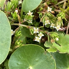 Crassula helmsii (Swamp Stonecrop) at Braidwood, NSW - 8 Jan 2025 by JaneR