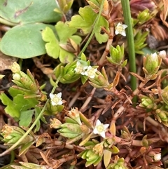 Crassula helmsii at Braidwood, NSW - 8 Jan 2025