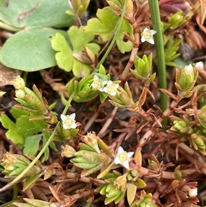 Crassula helmsii at Braidwood, NSW - 8 Jan 2025