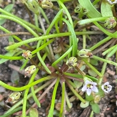 Limosella australis (Austral Mudwort) at Braidwood, NSW - 8 Jan 2025 by JaneR