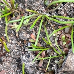 Limosella australis at Braidwood, NSW - 8 Jan 2025