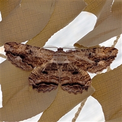 Scioglyptis lyciaria (White-patch Bark Moth) at Harolds Cross, NSW - 31 Dec 2024 by Marthijn