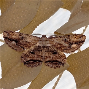 Scioglyptis lyciaria (White-patch Bark Moth) at Harolds Cross, NSW by Marthijn