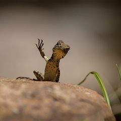 Intellagama lesueurii howittii (Gippsland Water Dragon) at Strathnairn, ACT - 9 Jan 2025 by trevsci