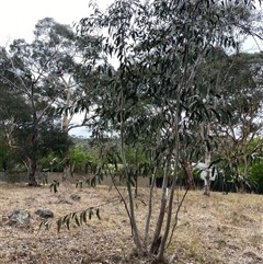 Eucalyptus pauciflora (A Snow Gum) at Garran, ACT - 10 Jan 2025 by ruthkerruish