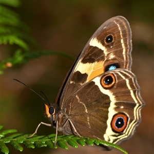 Tisiphone abeona (Varied Sword-grass Brown) at Langwarrin, VIC by Jimbobo