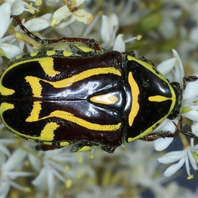 Eupoecila australasiae (Fiddler Beetle) at Strathnairn, ACT - 8 Jan 2025 by jb2602