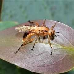 Pseudoperga guerinii at Marysville, VIC - 3 Jan 2025 by Jimbobo