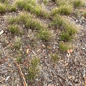 Calotis lappulacea at Garran, ACT - suppressed