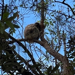 Phascolarctos cinereus at Dunbogan, NSW - 10 Jan 2025 by Nette