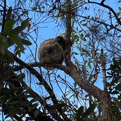 Phascolarctos cinereus at Dunbogan, NSW - 10 Jan 2025 by Nette