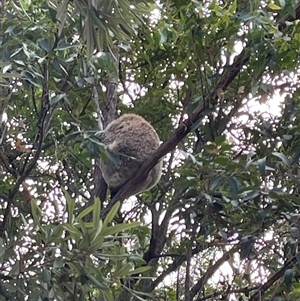 Phascolarctos cinereus at Dunbogan, NSW - 10 Jan 2025 05:06 PM