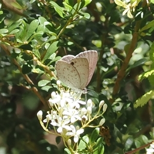 Erina hyacinthina (Varied Dusky-blue) at Uriarra Village, ACT by RAllen