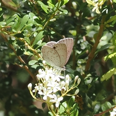 Erina hyacinthina (Varied Dusky-blue) at Uriarra Village, ACT - 30 Dec 2024 by RAllen