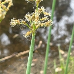 Schoenoplectus tabernaemontani (River Club-rush) at Boorowa, NSW - 9 Jan 2025 by JaneR