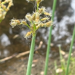 Schoenoplectus tabernaemontani at Boorowa, NSW - 9 Jan 2025 03:31 PM