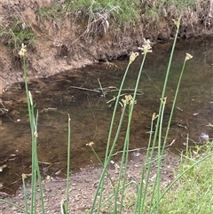 Schoenoplectus tabernaemontani at Boorowa, NSW - 9 Jan 2025 03:31 PM