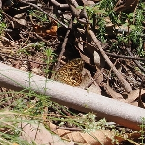 Geitoneura acantha (Ringed Xenica) at Uriarra Village, ACT by RAllen