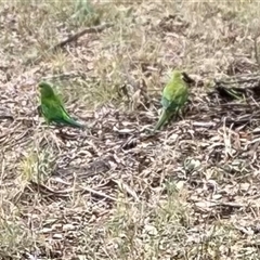 Polytelis swainsonii (Superb Parrot) at Hughes, ACT - 10 Jan 2025 by ruthkerruish