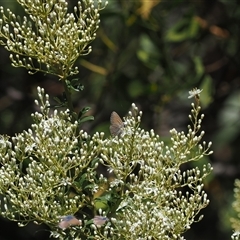 Nacaduba biocellata (Two-spotted Line-Blue) at Uriarra Village, ACT - 30 Dec 2024 by RAllen