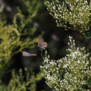 Nacaduba biocellata at Uriarra Village, ACT - 30 Dec 2024 11:35 AM