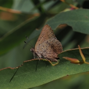 Paralucia aurifera at Uriarra Village, ACT - 30 Dec 2024