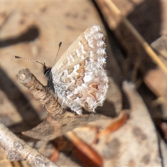 Neolucia agricola at Cotter River, ACT - 3 Jan 2025 by SWishart