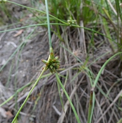 Juncus (genus) (A Rush) at Borough, NSW - 7 Jan 2025 by Paul4K
