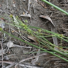 Juncus sp. at Borough, NSW - 7 Jan 2025