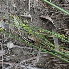 Juncus (genus) at Borough, NSW - suppressed