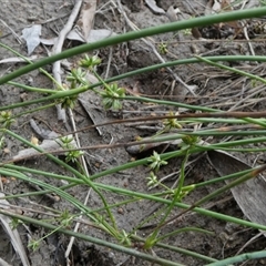 Juncus (genus) at Borough, NSW - suppressed