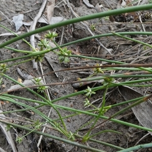 Juncus (genus) at Borough, NSW - suppressed