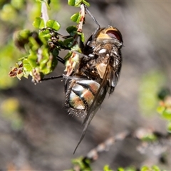 Rutilia sp. (genus) (A Rutilia bristle fly, subgenus unknown) at Brindabella, NSW - 3 Jan 2025 by SWishart