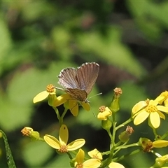 Theclinesthes serpentata (Saltbush Blue) at Uriarra Village, ACT - 30 Dec 2024 by RAllen