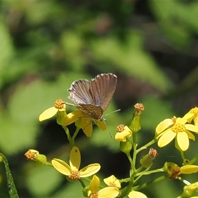 Theclinesthes serpentata (Saltbush Blue) at Uriarra Village, ACT - 30 Dec 2024 by RAllen