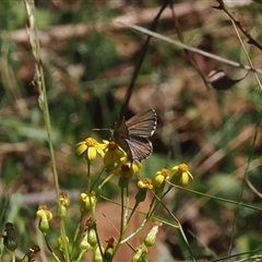 Theclinesthes serpentata at Uriarra Village, ACT - 30 Dec 2024 11:48 AM